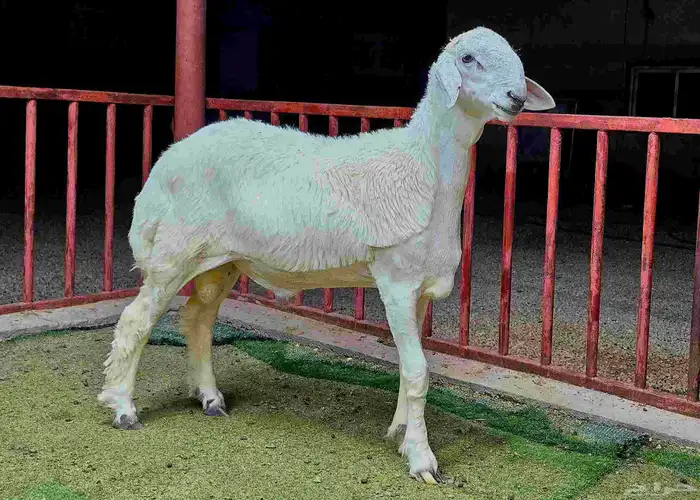 للبيع مشاريع فحول حريات صنف 0