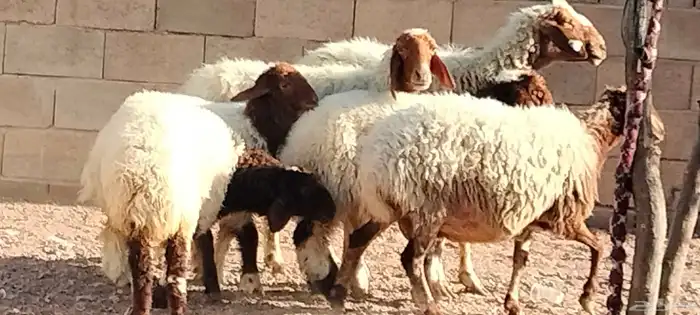نعيم مقاني ولد العدد 2 يتبعهن 2 رخال يذبحن 4
