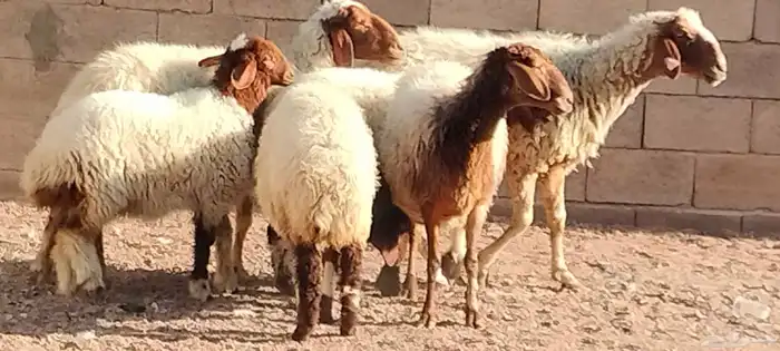 نعيم مقاني ولد العدد 2 يتبعهن 2 رخال يذبحن 7