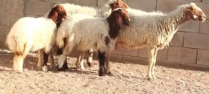 نعيم مقاني ولد العدد 2 يتبعهن 2 رخال يذبحن 6