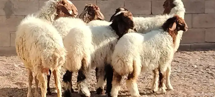 نعيم مقاني ولد العدد 2 يتبعهن 2 رخال يذبحن 8