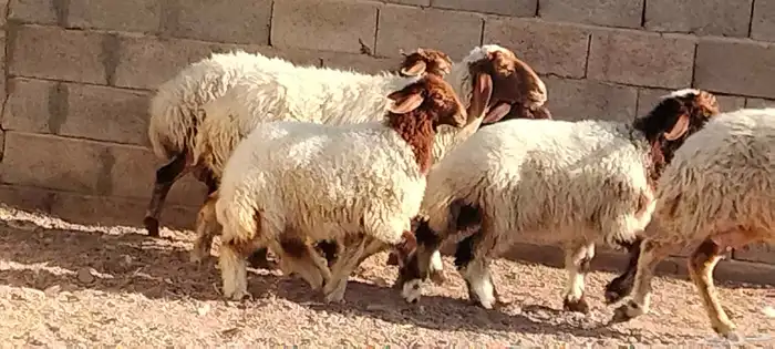 نعيم مقاني ولد العدد 2 يتبعهن 2 رخال يذبحن 9