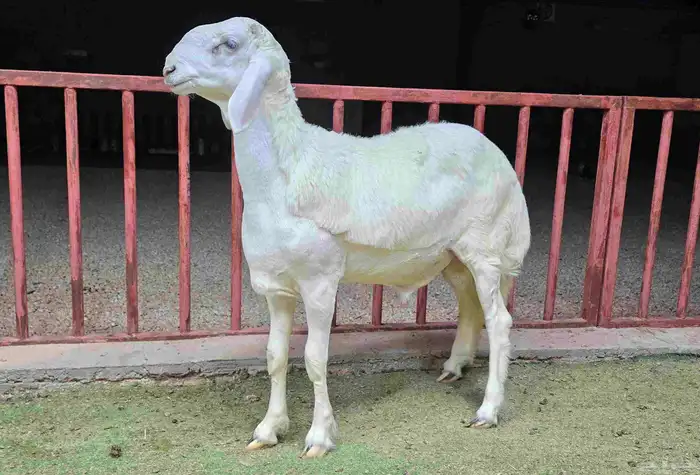 للبيع مشاريع فحول حريات صنف 7