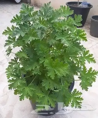 يوجد لدينا جميع انواع النخل كتيل طبيعي وصيانه منزلي 6