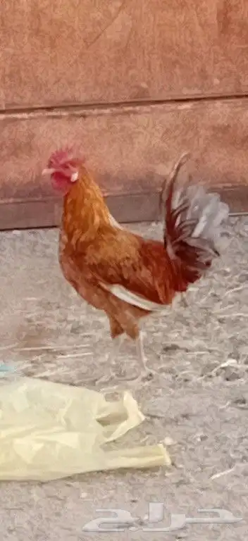 ديك بلدي اصيل 0