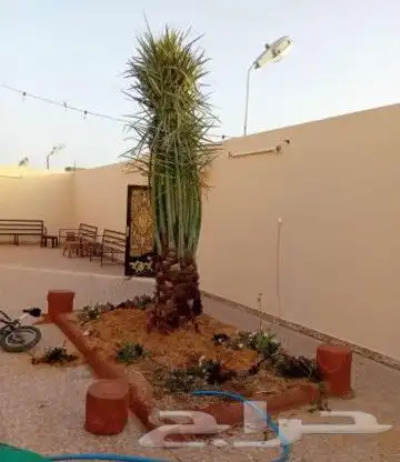 نخل للبيع نخيل مثمر نقايل جثايث خلاص سكري صقعي برحي شيشي سلج 8