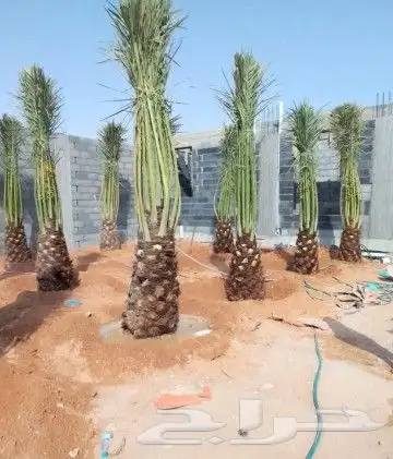 نخل للبيع نخيل مثمر نقايل جثايث خلاص سكري صقعي برحي شيشي سلج 2