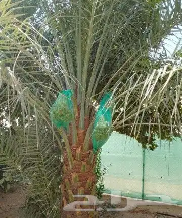 نخل للبيع نخيل مثمر نقايل جثايث خلاص سكري صقعي برحي شيشي سلج 3