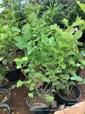 يوجد لدينا جميع انواع النخل كتيل طبيعي وصيانه منزلي 3