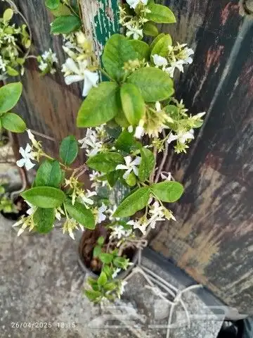 يوجد لدينا جميع انواع النخل كتيل طبيعي وصيانه منزلي 5