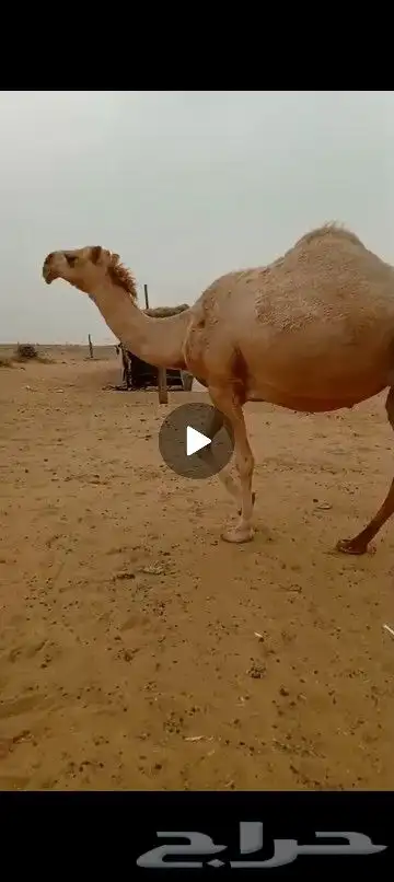 لقحه ب ثنوها على جميع الشروط بقيلها اسبوع وتنتج ملاقي 2