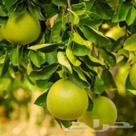 تكريب النخل عشب طبيعي 2