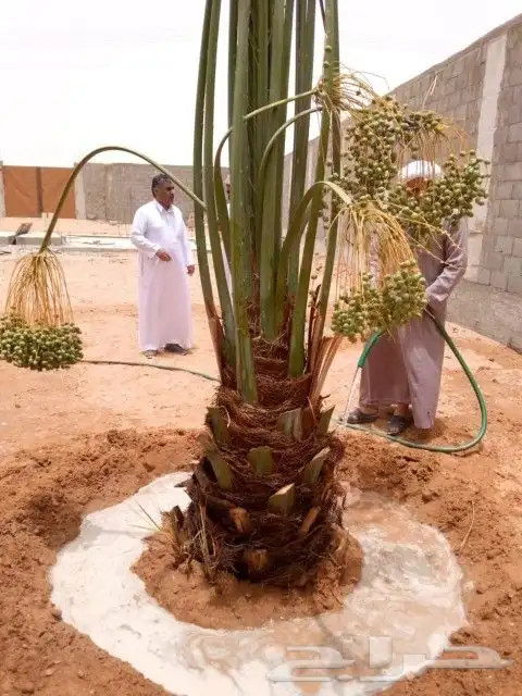 نخل للبيع نخيل مثمر نقايل جثايث خلاص سكري صقعي برحي شيشي سلج 5