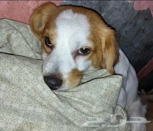 كلب للتبني 4