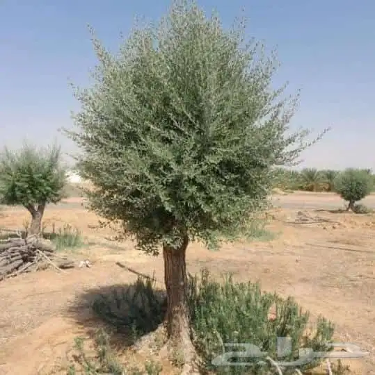 اشجار الزيتون جميع المقاسات 3