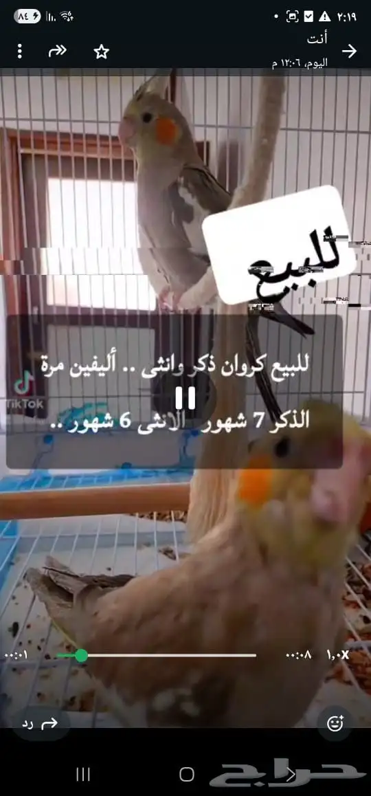 للبيع جوز كروان فروخ اليفة الذكر 7 شهور الانثى 6 شهور 0