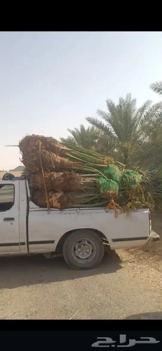 السلام عليكم ورحمه الله عندنا طيب متواجد في جده بحره جون جمي 7