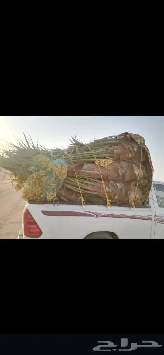 السلام عليكم ورحمه الله عندنا طيب متواجد في جده بحره جون جمي 17