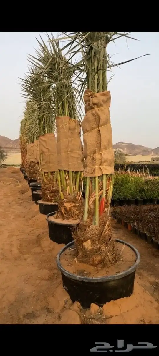 خل مجذر للبيع جميع الانواع متوفره حياته 100 100 0