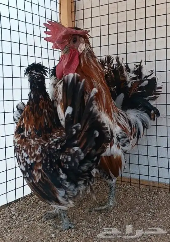 طقم حباحب مستوى ولون جميل ((( تم البيع ))) 8