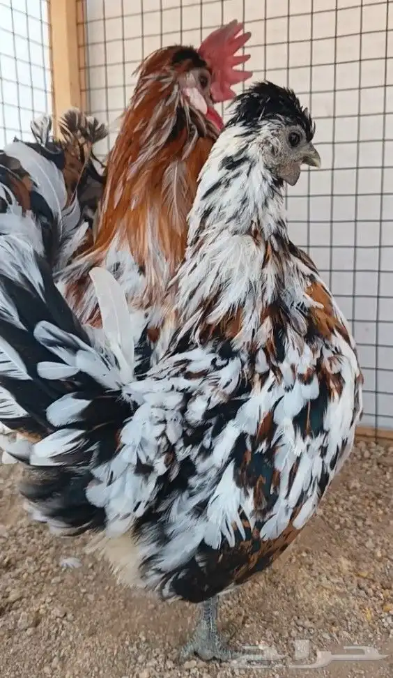 طقم حباحب مستوى ولون جميل ((( تم البيع ))) 6