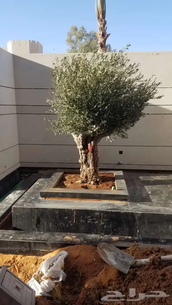 اشجار الزيتون جميع المقاسات 5