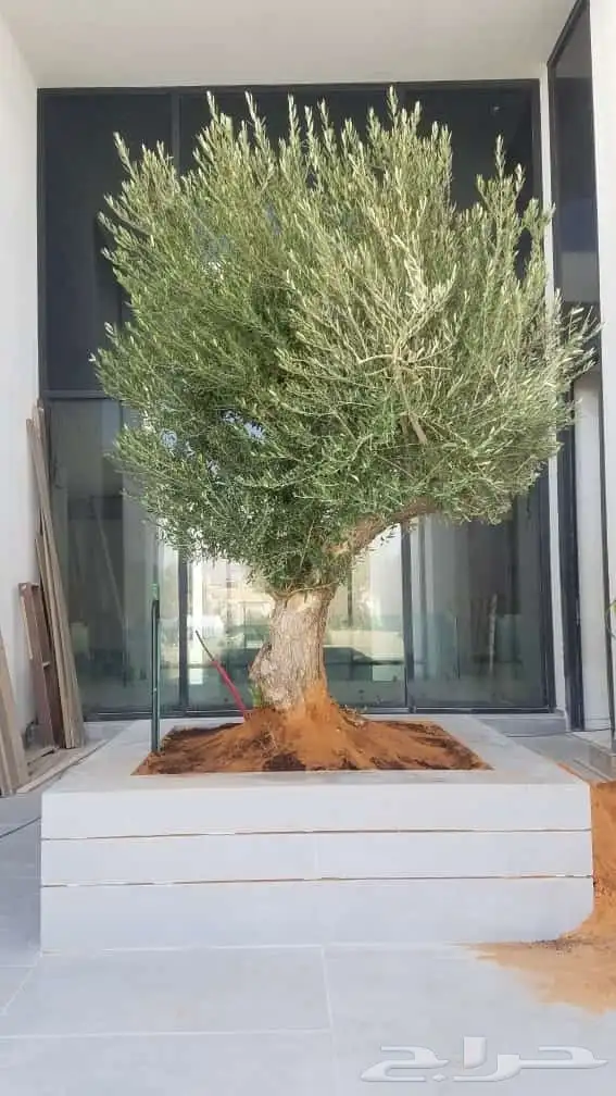 اشجار الزيتون جميع المقاسات 1