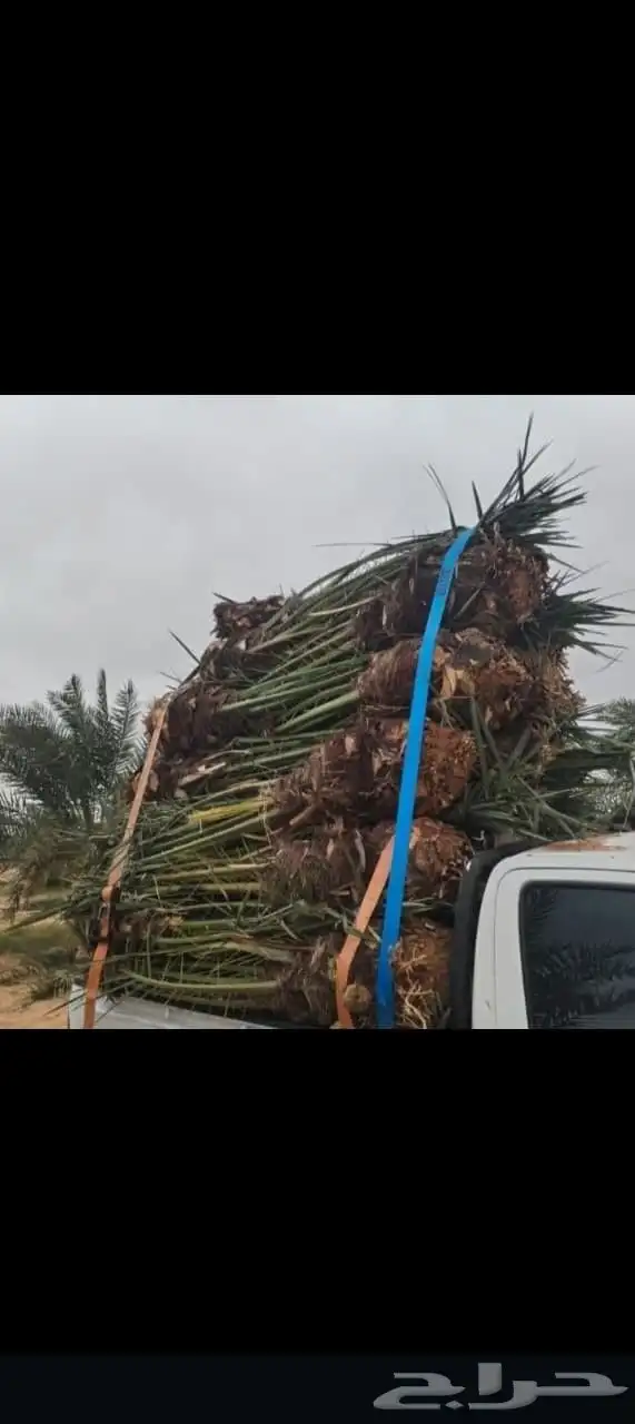 يوجد لدينا جميع انواع النخيل المثمره وجميع المقاسات المختلفة 18