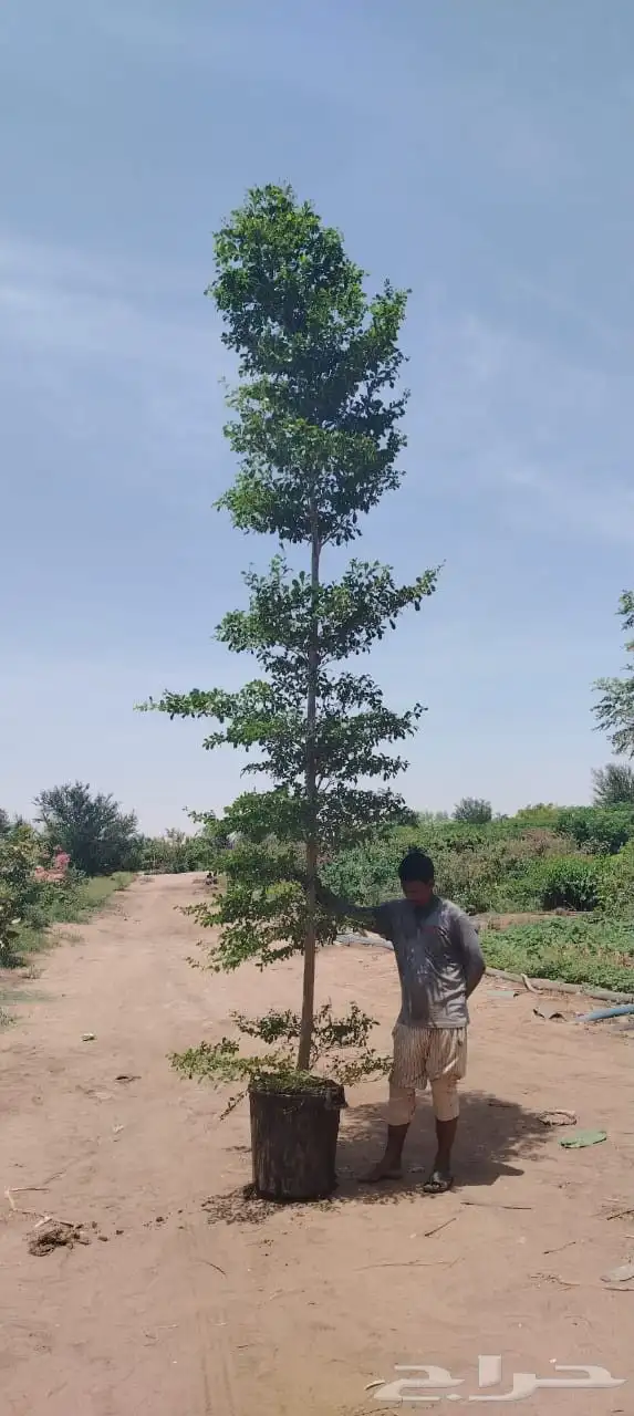 شجر الترمناليا والسرو اكسياء سدر كف مريم جميع الشجر موجود 0