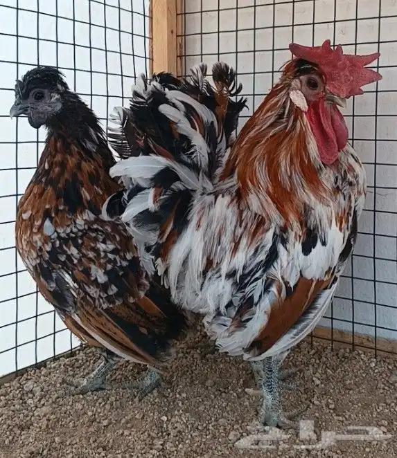 طقم حباحب مستوى ولون جميل ((( تم البيع ))) 16