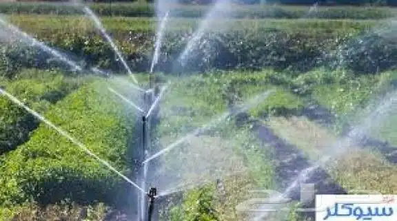 تكريب النخل عشب طبيعي 4