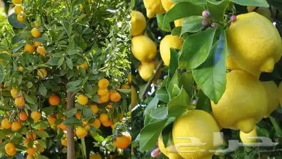 تكريب النخل عشب طبيعي 1