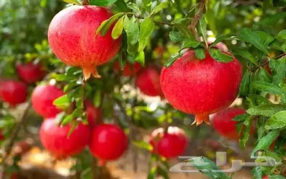 تكريب النخل عشب طبيعي 3