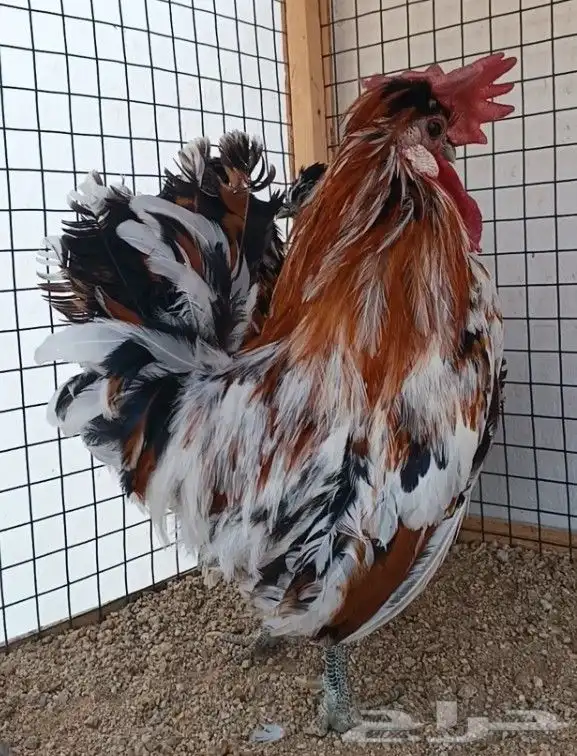 طقم حباحب مستوى ولون جميل ((( تم البيع ))) 12