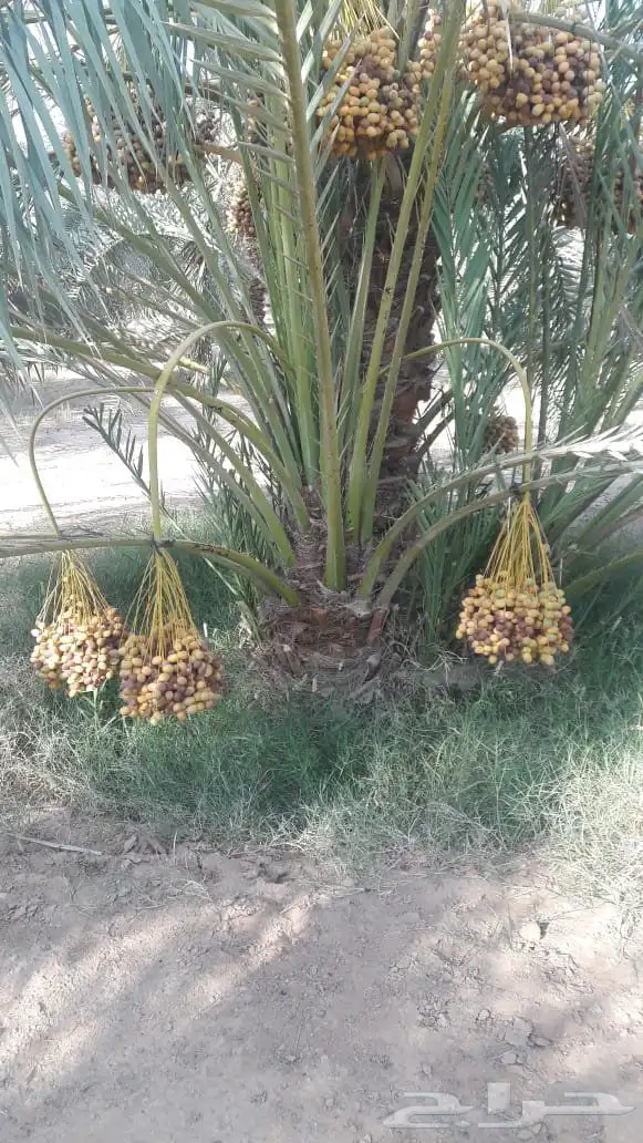 نخل مثمرة اخلاص برحي سكري صقعي مجدول 8