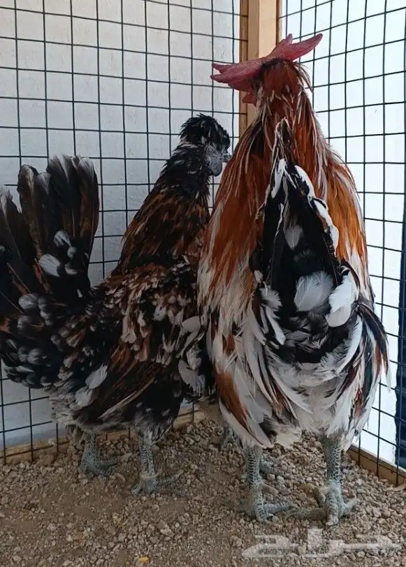 طقم حباحب مستوى ولون جميل ((( تم البيع ))) 14