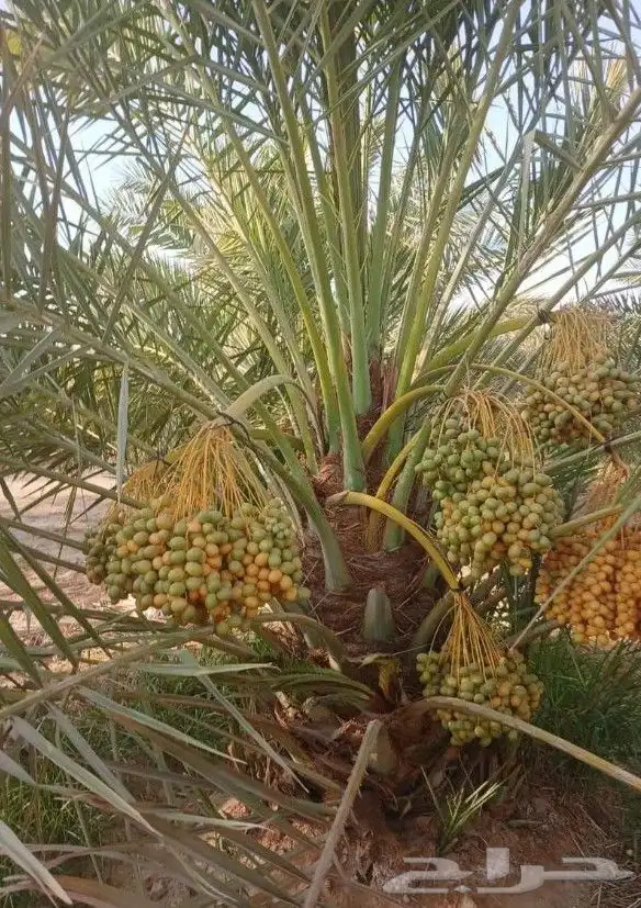 يوجد لدي نخيل انواع ممتازه سلطانه وهلالي وحلوه وروثانه وونان 2