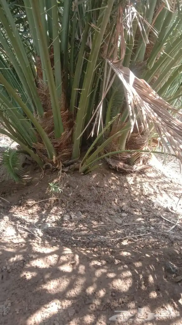 نخل طالع من المدينه اليوم علي البدع 1