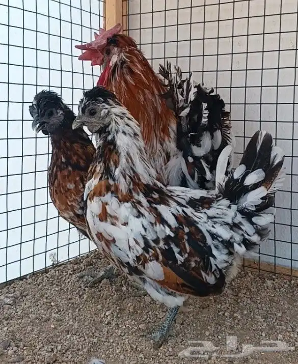 طقم حباحب مستوى ولون جميل ((( تم البيع ))) 0