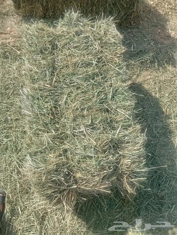 السلام عليكم ورحمة الله وبركاته اليوم عندي عرض بلوبنك طيب 1