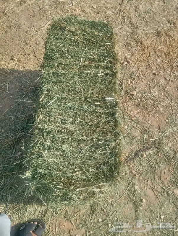 السلام عليكم ورحمة الله وبركاته اليوم عندي عرض بلوبنك طيب 0