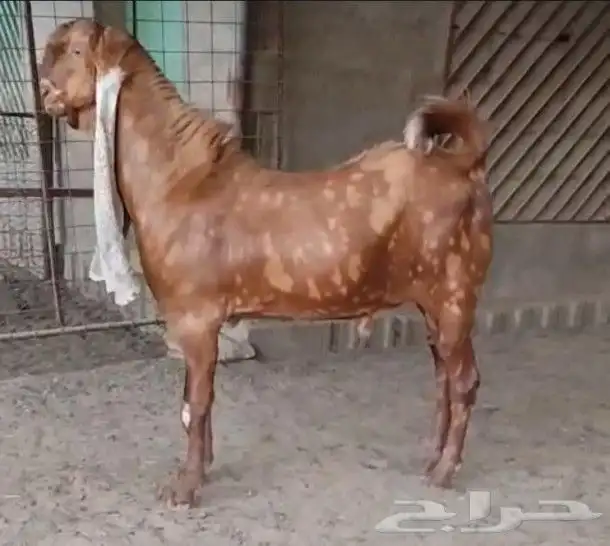 فحل حجازي كاموري فاخر 0