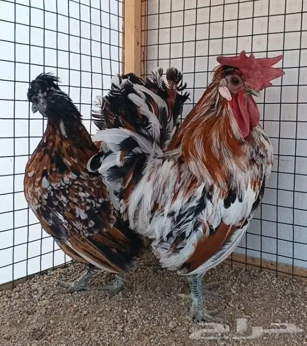 طقم حباحب مستوى ولون جميل ((( تم البيع ))) 15