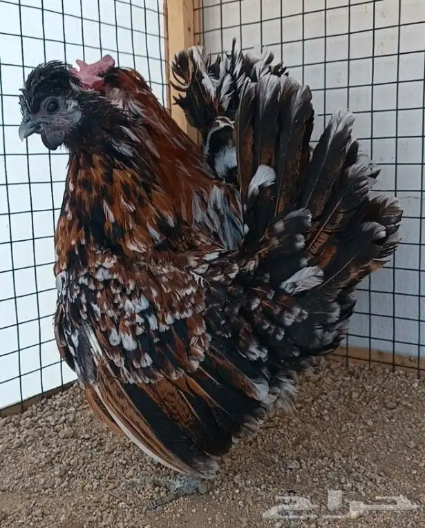 طقم حباحب مستوى ولون جميل ((( تم البيع ))) 18