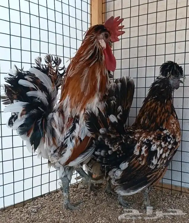 طقم حباحب مستوى ولون جميل ((( تم البيع ))) 9