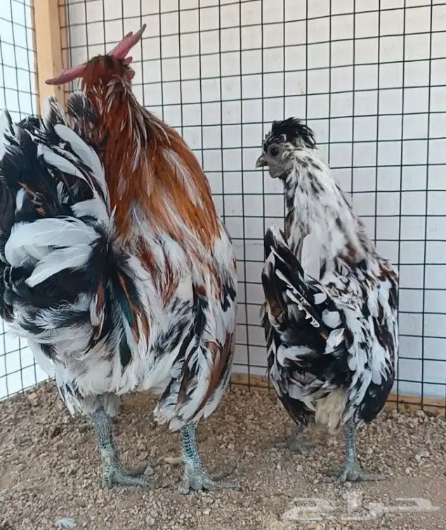 طقم حباحب مستوى ولون جميل ((( تم البيع ))) 7