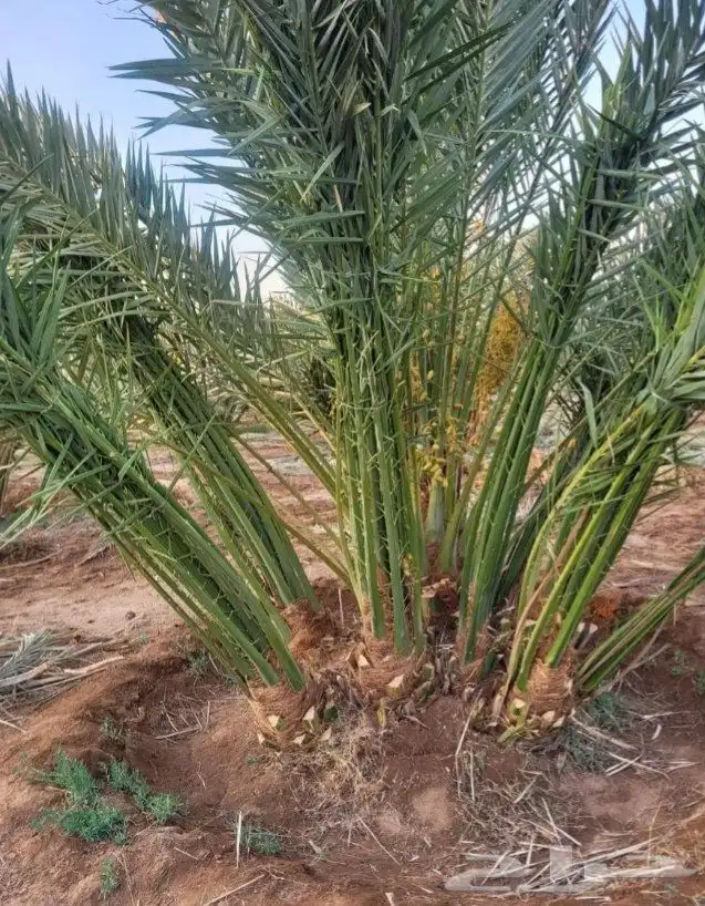فصايل نخل يوجد لدينا فروخ مشكله 0
