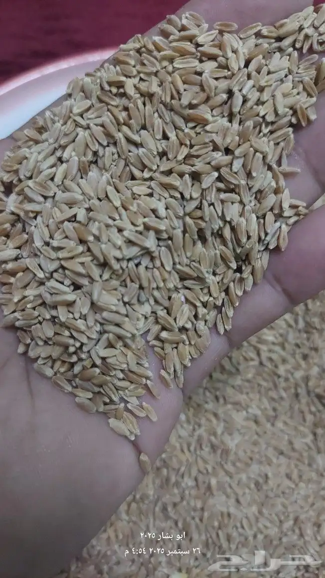 بذور صماء مغربل 45 ك 0