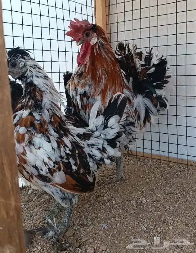 طقم حباحب مستوى ولون جميل ((( تم البيع ))) 2