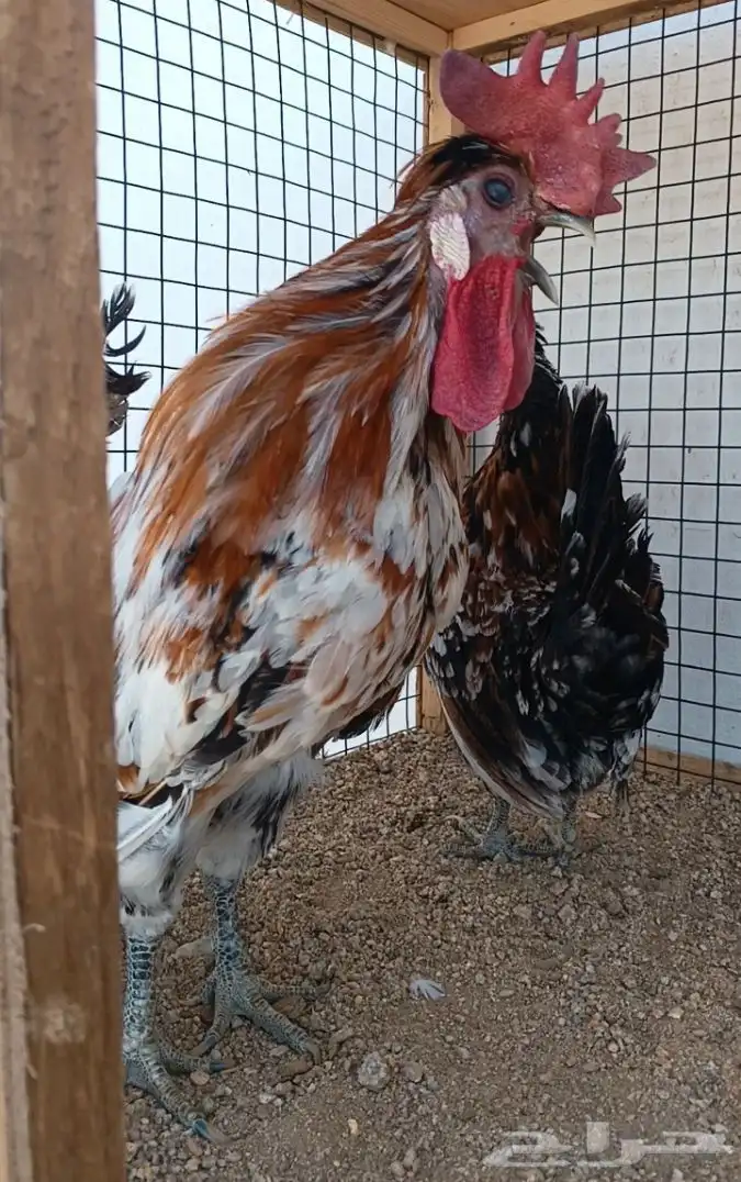 طقم حباحب مستوى ولون جميل ((( تم البيع ))) 4